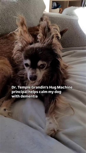Dr. Temple Grandin is a famous professor here in Fort Collins, Colorado (that's where we live). She is autistic and is an autism advocate and animal scientist. She's a professor at Colorado State University and a consultant to the livestock industry. I bumped into her once at a local bagel shop 😊. Dr. Grandin is known for her innovative designs that reduce stress in animals, particularly cattle in slaughterhouses. Her work includes redesigning handling facilities and inventing a squeeze machine
