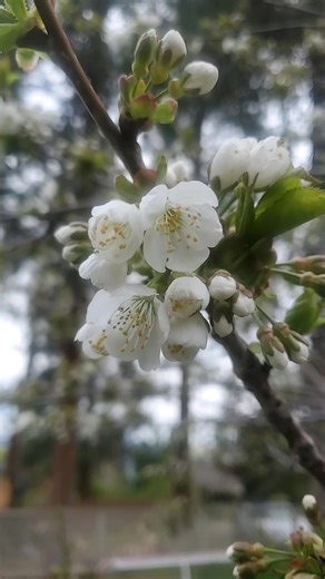 cherry blossoms