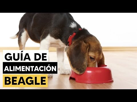Feeding Guide for Beagles