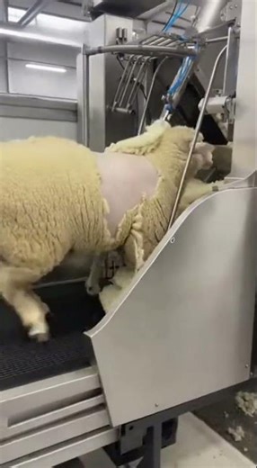 Machine That Shears Sheep Automatically😱👏🏻🐑