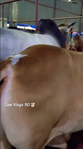 Cow Pooping Vdeo #cowvlogsbd #cow #cattles #bigcow #bull #cowvideos #shorts