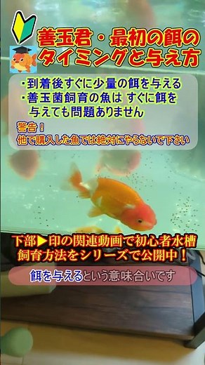 Must-See for Beginners! Feeding Techniques Only Possible with Probiotic-Raised Goldfish: A Game-C...