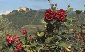 Plants Adaptations: The Diversity Of Angiosperms, Bryophytes, Liverwort, Hornwort, And Mosses