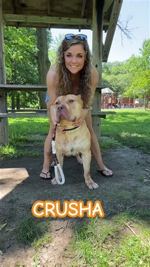 Crusha at the park #americanbully