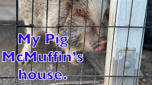 Where my pig McMuffin lives