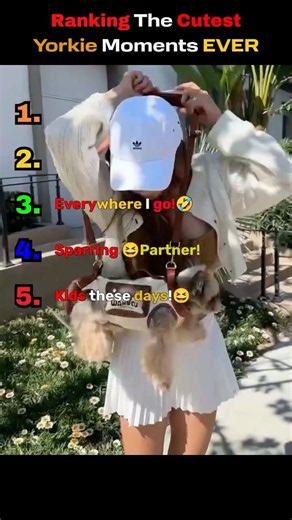 “WAIT FOR #1”😭🔥 #ranking #funny #dogs #yorkie