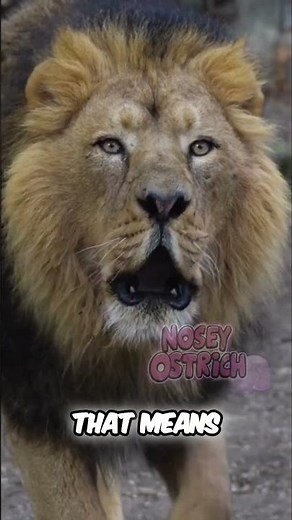 Lion's Raw Power, Speed, Bite Force, and Bone Crushing Claws!