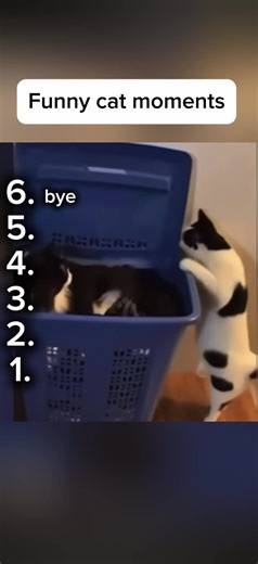 Funny Cat Moments Compilation