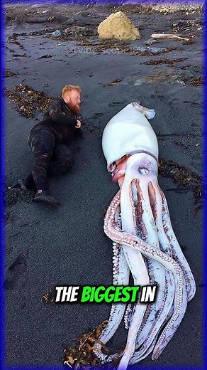 How Big Is The Colossal Squid Really? #seacreatures #squid