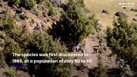 Endangered snub-nosed monkeys in southwest China thriving thanks to conservation efforts