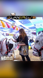 40 من وزنی 70 لاکھ کا خوبصورت بیل Beautiful Bull at Cattle Show Karachi | Discover Pakistan #bull #beautifulanimals #cattleshow #karachi #DiscoverPakistan | Discover Pakistan