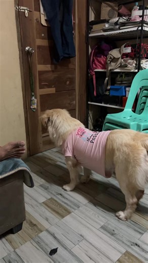 Funny Golden Retriever Moments