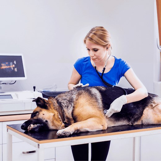 German Shepherd Bloat: Prevent This Dangerous Condition - The German Shepherder