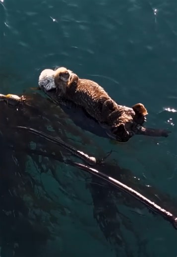 Sea otter cleans her pup among sunny kelp beds