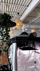 1.3K views · 46 reactions | Discover the perfect fit for any space with Cloudlab grow kits. Don't hesitate to inquire about AC Infinity at your local grow store! They'll have the information you need to get started with AC Infinity's innovative solutions. Happy growing! : @grow.va757 | AC Infinity Inc. | Facebook