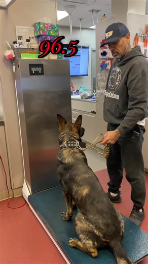 Naga: The Impressive 96.5-Pound German Shepherd at the Vet