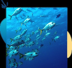 Undersea Explorer | Semi-Submarine Tour in Turks & Caicos