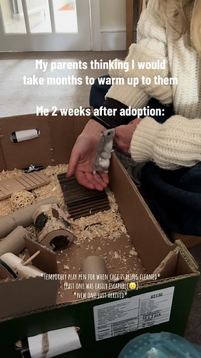 Adopting a Hamster: A Heartwarming Journey