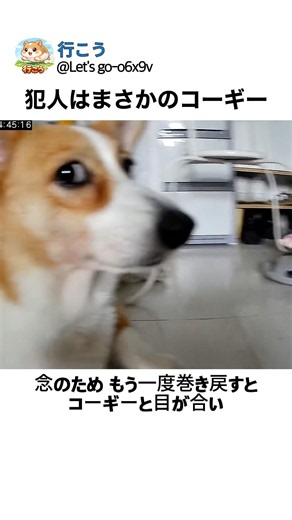 防犯カメラに映ったコーギーの犯行の瞬間