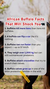 392K views · 1.3K reactions |  Buffalo Facts That Prove Why They’re Africa’s Most Feared Herds #BuffaloFacts #AfricaWildlife #NatureIsMetal #Dangerous #Animals #WildlifeSecrets #DidYouKnow #fypchallenge #fblifestyle | Gravetics | Facebook