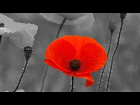 Remembrance Sunday Two Minutes Silence including the Last Post and Reveille