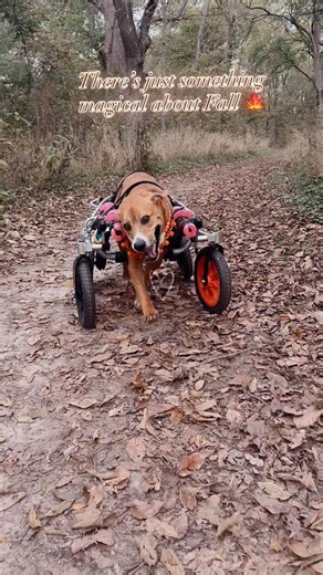 3.2K views · 13K reactions | Autumn leaves > Spring flowers 﫶 The...