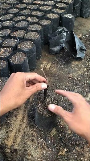 How to Propagate Grapes from Cuttings: Step-by-Step 🍇