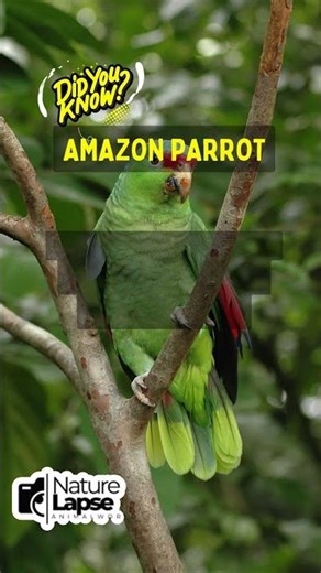 Amazon Parrots: Playful Geniuses of the Jungle!