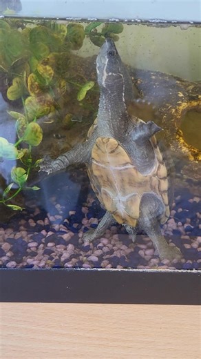 11K views · 47 reactions | Not the type of animal we are familiar with,but never the less we have all fallen in love with "My Shell" as you can see her tank is a bit small,so we are asking if anyone has a tank about 4 feet with lid we would be grateful, we have the heating and filter just looking fir the tanks Please contact me Brigid Cullen on WhatsApp 08712 204 16 or 053 9143919. | (wspca) wexford society prevention of cruelty to animals | Facebook