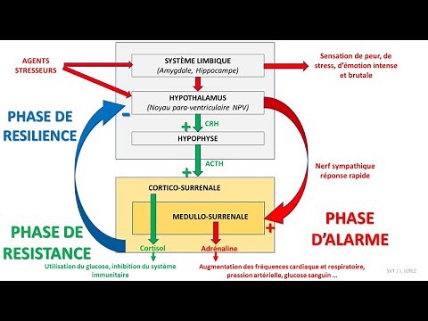 Stress, cortisol and adrenaline: the hypothalamic-pituitary-adrenal axis (corticotropic axis)