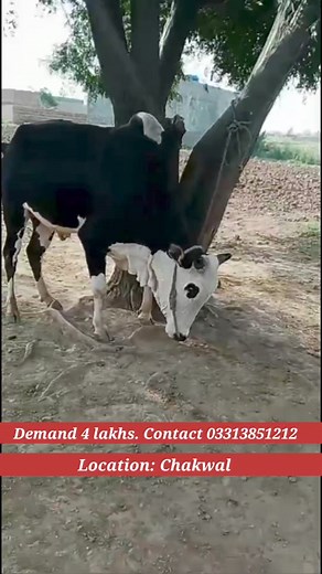 #Qurbani #Qurbani2024 | Chakwal Goat & Cow Farm