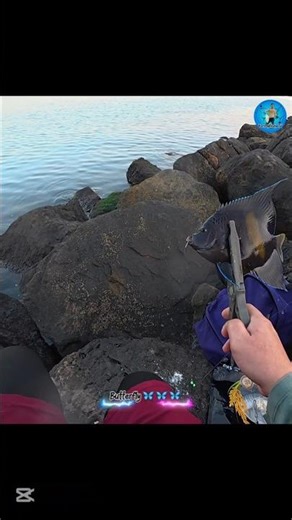 Beautiful Butterfly fish | catch and release #abudhabifishing #fishing