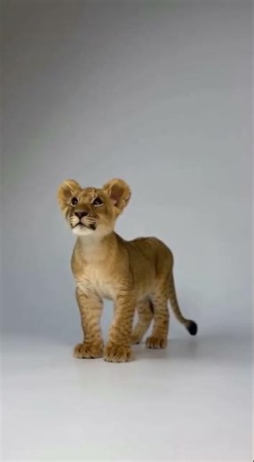 Watch Lion Cub Grow Up in Just Minutes!