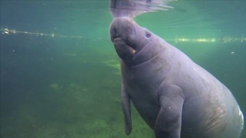 The Chillest Animal in the world: Manatees | Animal Empires