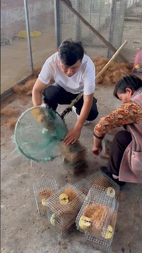 Squirrel Harvesting: From Farm Cage to Market Small Cage 👀