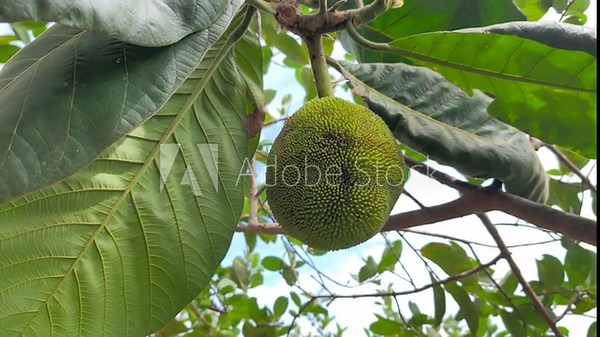 Terap fruit (Artocarpus odoratissimus) is a sweet, juicy native fruit from Borneo. Its white pulp tastes like jackfruit but has a strong, distinctive aroma similar to durian.
