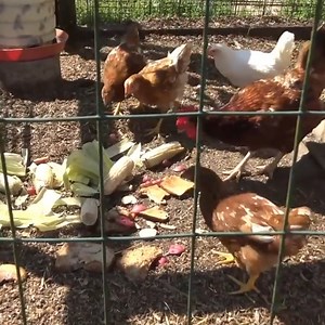Everyone Should Have Chickens!🐔 | Stoney Ridge Farmer