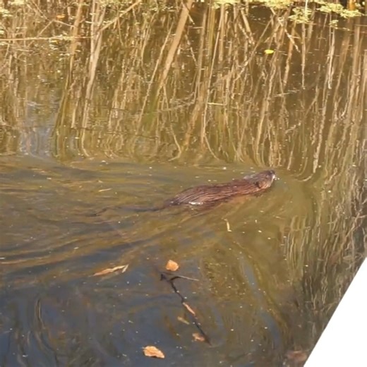 Flippers for feet, a tail for steering, and 15-minute dives? This cute muskrat might just be the most agile semi-aquatic rodent swimmer around! 💦 Video: Stephanie Briand, Aldo Leopold Nature Center #PhenologyFriday #Muskrats #WIEnviroEd #NatureIsEverywhere #NatureIsForEveryone #EveryBodyOutside | Aldo Leopold Nature Center