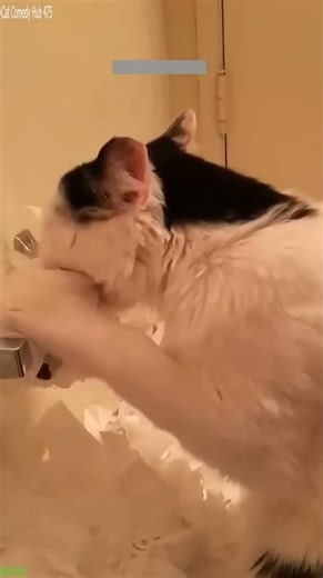 Cute Animals 🐱 Cat videos Compilation 😅 # Episode 1052