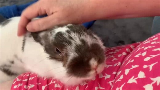 Potato loves getting pats while visiting with her foster mom on the couch! Potato originally came from a local shelter that needed urgent help as she was aggressive in the shelter environment. Often this is due to fear, and Potato quickly warmed up in foster care, blossoming into a fun loving, happy bun. Though she does still have an adorable sassy streak that provides her foster mom with endless entertainment! Interested in adopting her? While we work on fixing the issue, we are having with our