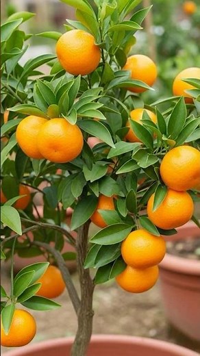 🍊 Orange Propagation Step by Step | Best Rooting Method for Beginners