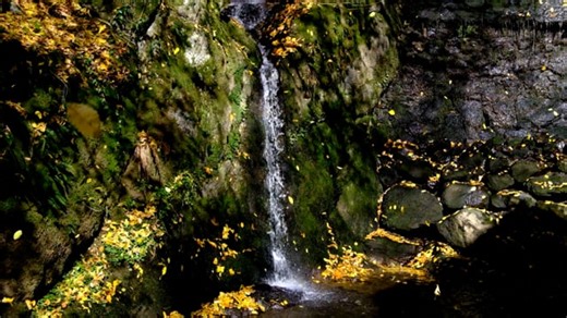 Fall, Leaves, Waterfall. Free Stock Video