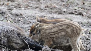 Wild boar female with drinking piglets in the forest, spring (sus scrofa), germany