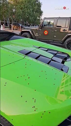 Ladybirds Swarm Green Lamborghini in Bizarre Invasion || WooGlobe