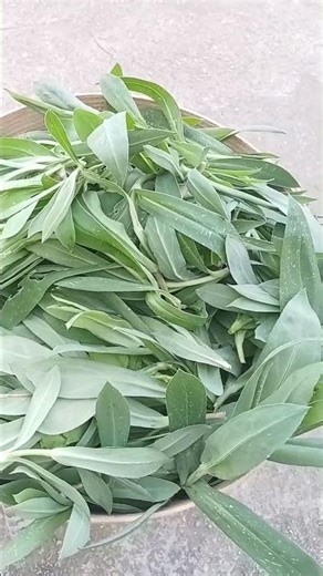 L'Estragon ! non : Le secret pour vos plats ! 🍲#Kabylie #CuisineKabyle #PlanteMedicinale