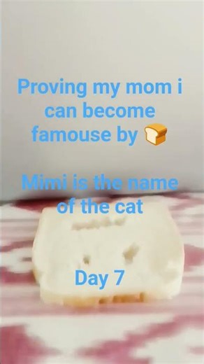 Day 7: proving mom wrong with this cat #challenge #pets #funny