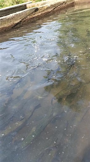 umudum yok TikTok'ta