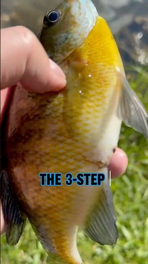 3-Step Guide To Catch MORE Bluegill NOW! 🎣🐠