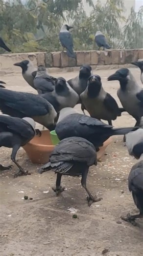Crow Birds Unity Anger and sounds Kawing Crows 🐦😲😍🥰#short