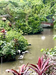 Beautiful Australian pelicans playing and swimming freely in a lake in the morning. Healthy pelicans in Indonesia's tropical climate.